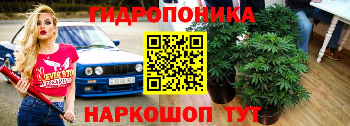 Конопля семена  Марихуана планчик  Вход с VPN  Бошки Шишки SATIVA & INDICA  Когалым 